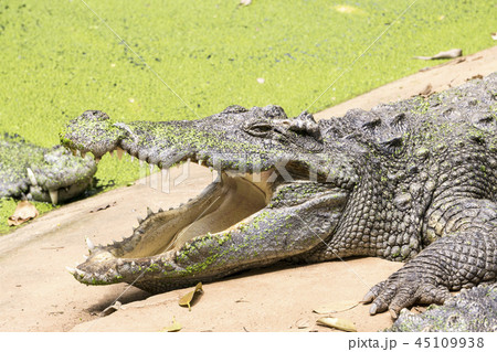 Crocodile is sunbathing. Crocodile is sunbathing. 45109938