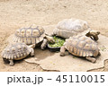 Turtles are eating. 45110015