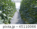 Cantaloupe green is beautiful. 45110066
