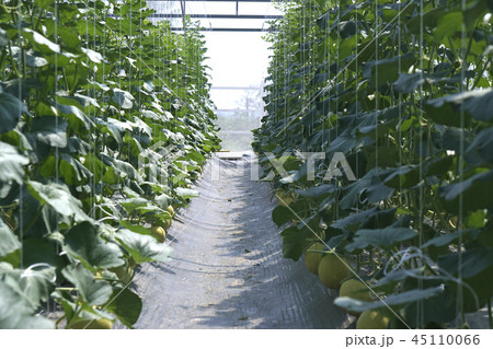 Cantaloupe green is beautiful. Cantaloupe green is beautiful. 45110066