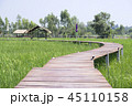 The wooden bridge in Jasmine rice field. 45110158