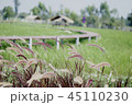 Purple grass flower And rice jasmine rice. 45110230