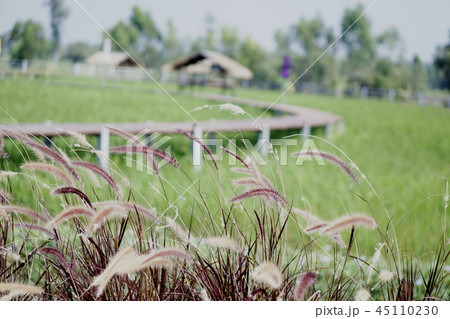 Purple grass flower And rice jasmine rice. Purple grass flower And rice jasmine rice. 45110230