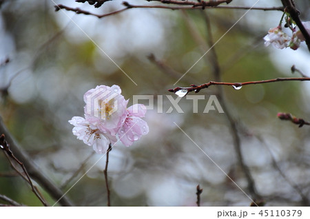 雨衣の冬桜　　雨に咲く冬桜　開花した冬桜 45110379