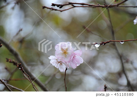 雨衣の冬桜 雨に咲く冬桜 開花した冬桜 雨衣の冬桜 雨に咲く冬桜 開花した冬桜 45110380