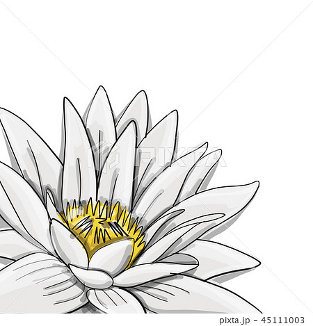Lotus Lily Water Flower Sketch For Your Designのイラスト素材