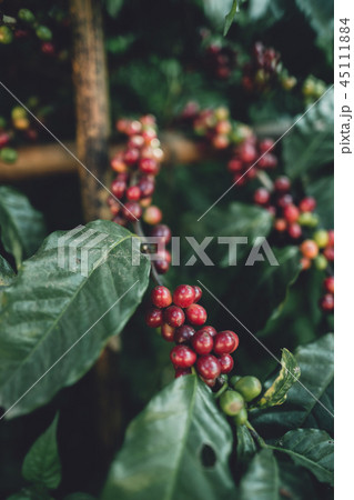 red cherry coffee beans Arabica In nature red cherry coffee beans Arabica In nature 45111884