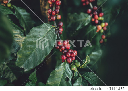 red cherry coffee beans Arabica In nature red cherry coffee beans Arabica In nature 45111885