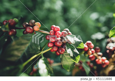 red cherry coffee beans Arabica In nature red cherry coffee beans Arabica In nature 45111886