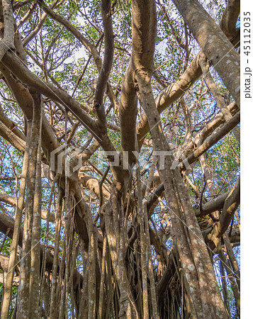 沖縄県 やんばる ガジュマル 45112035