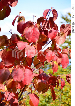 赤く紅葉した葉 赤く紅葉した葉 45113800