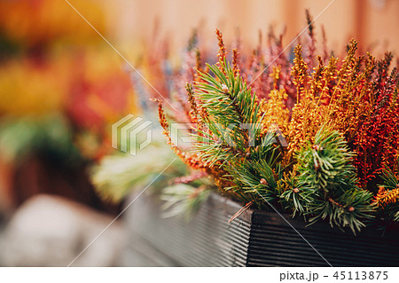 Colorful Calluna Plants In Woodem Box In Garden. 45113875