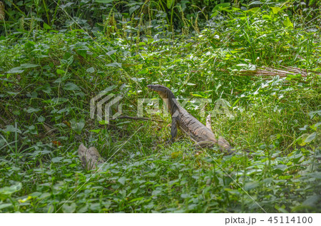ミズオオトカゲ 45114100