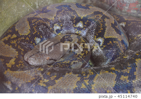 ニシキヘビ ニシキヘビ 45114740