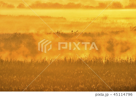 朝日に輝る霧立つ渡良瀬遊水地 45114796