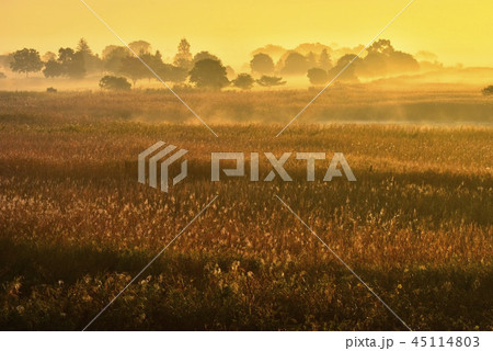 朝日に輝る霧立つ渡良瀬遊水地 朝日に輝る霧立つ渡良瀬遊水地 45114803