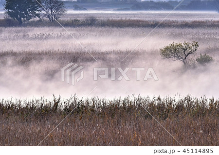 朝霧立つ渡良瀬遊水地 45114895