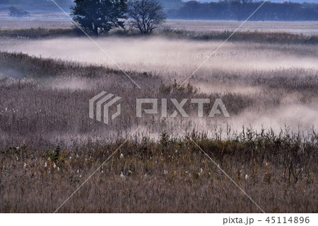 朝霧立つ渡良瀬遊水地 45114896