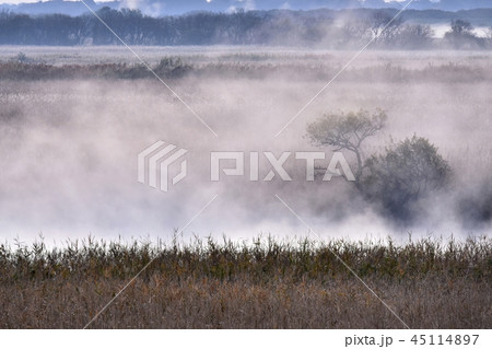 朝霧立つ渡良瀬遊水地 45114897