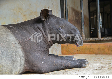 マレーバク マレーバク 45115014