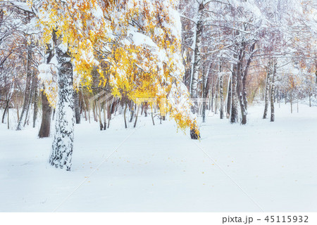 October mountain beech forest with first winter snow. In anticipation of holidays. 45115932
