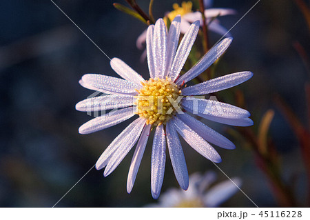 宇都宮市　絶滅危惧Ⅱ類　カワラノギク 45116228