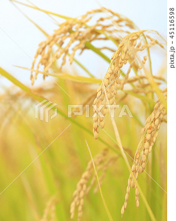 豊作の稲穂 イメージ 45116598