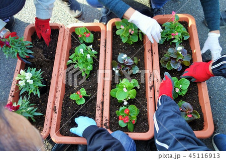 花植え講習会 みんなで楽しく!sags 自然環境 サステイナブル カーボンニュートラル 花植え講習会 みんなで楽しく!sags 自然環境 サステイナブル カーボンニュートラル 45116913