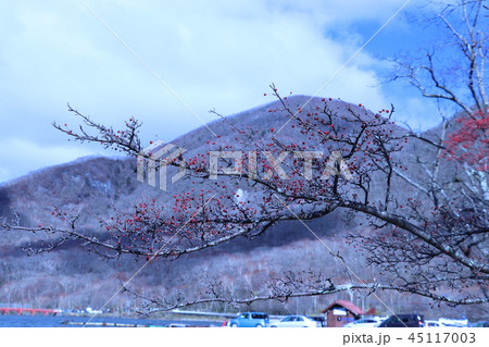 赤城山・大沼のズミの木と黒檜山 赤城山・大沼のズミの木と黒檜山 45117003