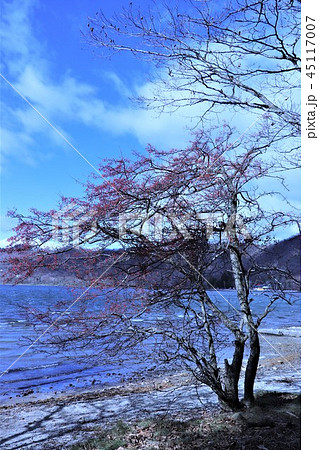 赤城山・大沼とズミの木 赤城山・大沼とズミの木 45117007