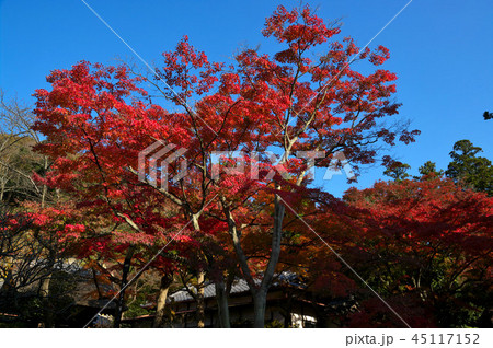 円覚寺の紅葉 円覚寺の紅葉 45117152