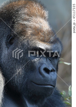 ニシゴリラ 45117335
