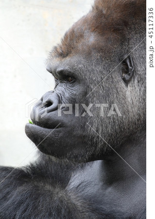 ニシゴリラ 45117336