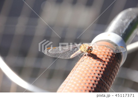 赤とんぼ 赤とんぼ 45117371