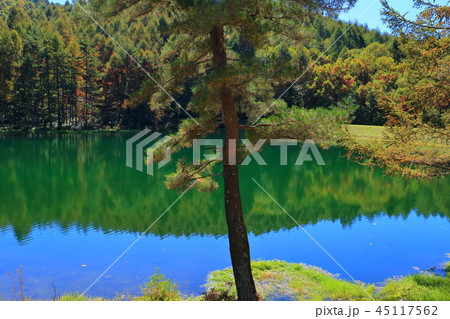 長野県 秋の御射鹿池 45117562