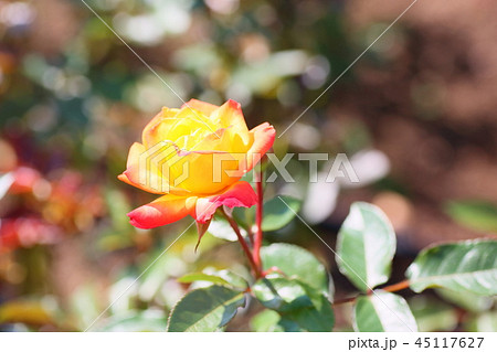 バラの花 ルンバ バラの花 ルンバ 45117627