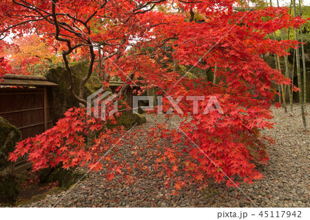 箱根美術館の紅葉 45117942