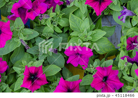 Petunia, background of flowers of petunia in large Petunia, background of flowers of petunia in large 45118466