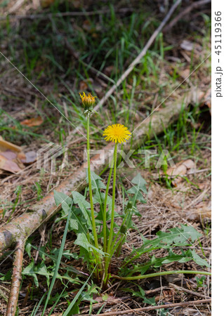 Close up of blooming yellow dandelion flowers 45119366