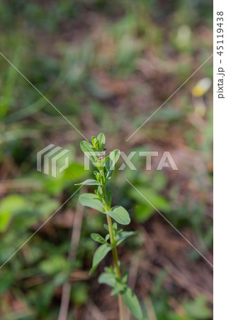 Scion of a young tree in the forest Scion of a young tree in the forest 45119438