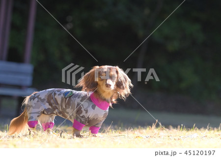 ダックス カニンヘン 小型犬 ダックス カニンヘン 小型犬 45120197