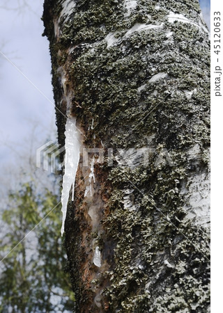 frozen birch sap on a trunk frozen birch sap on a trunk 45120633