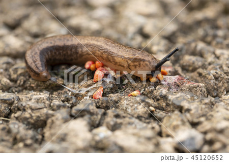 カタツムリ スラグ 45120652