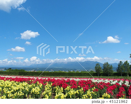 花畑 45121962