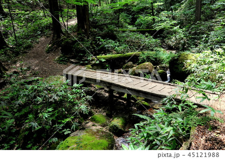 水木沢天然林　木曽川の水が生まれる場所 45121988