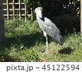 ハシビロコウ 45122594