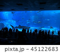 水族館 45122683