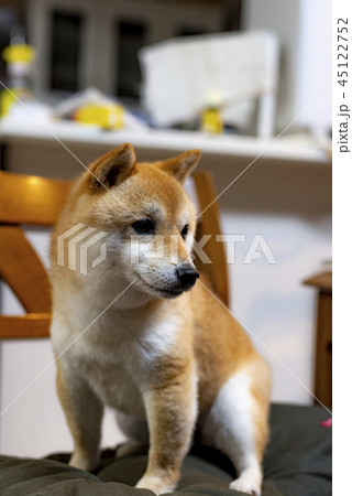豆柴 豆柴 45122752