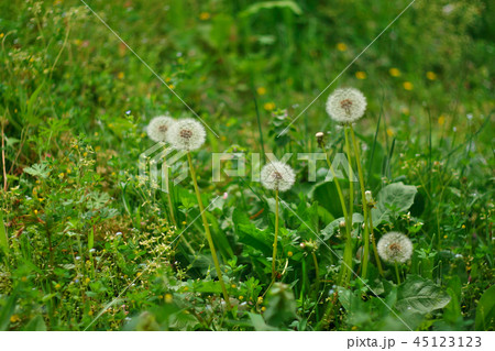 芍薬の花 芍薬の花 45123123