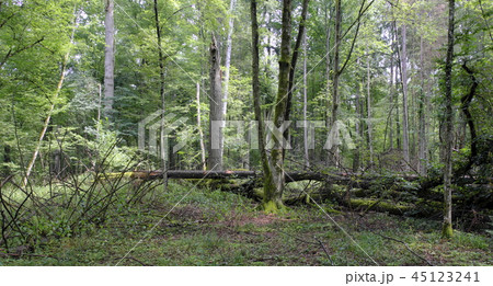 Summertime deciduous primeval stand 45123241